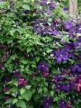 Powojnik CLEMATIS Polish Spirit