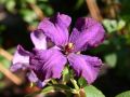 Powojnik CLEMATIS Polish Spirit