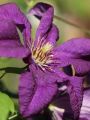 Powojnik CLEMATIS Polish Spirit