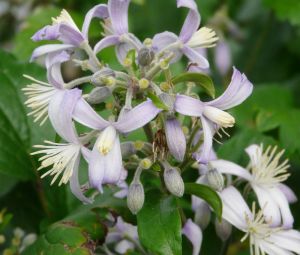 Staudenclematis  PRAECOX