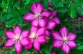 Powojnik CLEMATIS Ville De Lyon