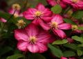Powojnik CLEMATIS Ville De Lyon