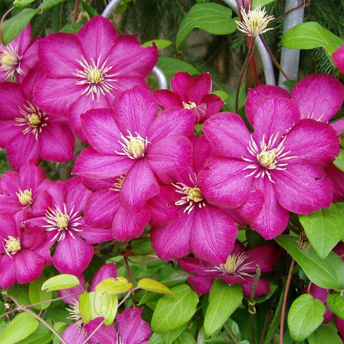 Clematis  Ville De Lyon