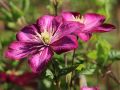 Powojnik CLEMATIS Ville De Lyon