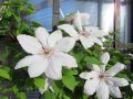 Powojnik Clematis JAN PAWEŁ II