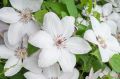 Powojnik Clematis JAN PAWEŁ II