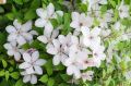 Powojnik Clematis JAN PAWEŁ II
