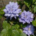 Powojnik CLEMATIS MAZURY