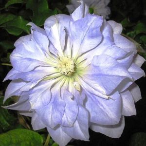 CLEMATIS MAZURY