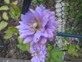 Powojnik CLEMATIS MAZURY