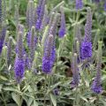 Przetacznik SIWY VERONICA INCANA