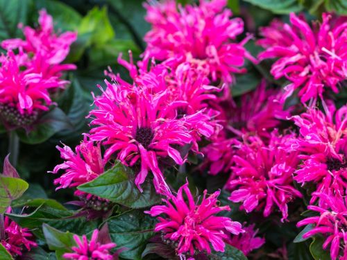 Monarda BEE MERRY