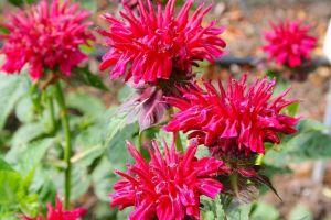 Monarda BEE HAPPY