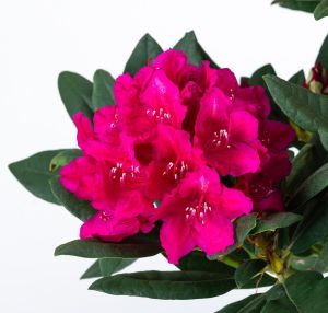 Rhododendron  Dr.H.C. DRESSELHUYS