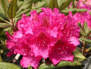 Rhododendron PEARCE's AMERICAN BEAUTY