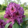 Różanecznik PURPLE SPLENDOR