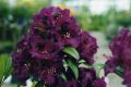 Różanecznik PURPLE SPLENDOR
