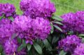 Różanecznik PURPLE SPLENDOR