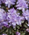 Rhododendron różanecznik BUCHLOVICE