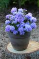 Rhododendron różanecznik BUCHLOVICE