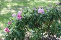 Rhododendron różanecznik HELSINKI UNIVERSITY