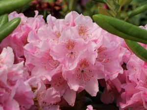 Rhododendron HELSINKI UNIVERSITY