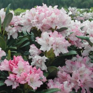 Rhododendron POHJOLA'S DAUGHTER