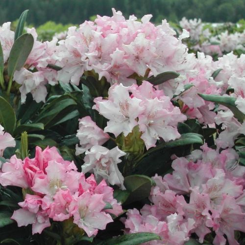 Rhododendron POHJOLA'S DAUGHTER