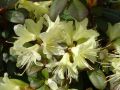 Rhododendron różanecznik PRINCESS ANN