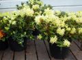 Rhododendron różanecznik PRINCESS ANN