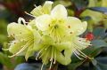 Rhododendron różanecznik PRINCESS ANN