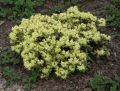 Rhododendron różanecznik PRINCESS ANN