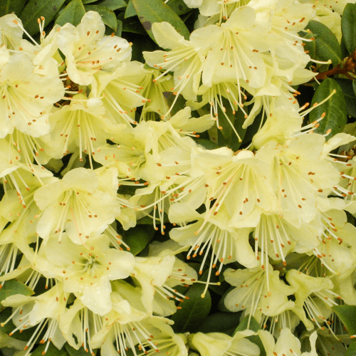 Rhododendron PRINCESS ANN