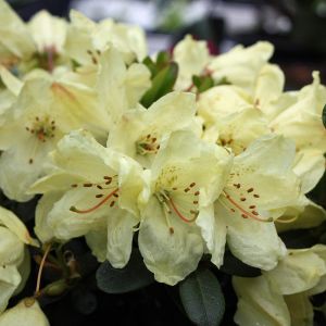Zwerg-Rhododendron WREN