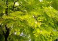 Akacja złota ROBINIA FRISIA