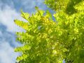 Akacja złota ROBINIA FRISIA