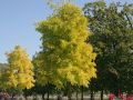 Akacja złota ROBINIA FRISIA