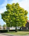 Akacja złota ROBINIA FRISIA