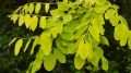 Akacja złota ROBINIA FRISIA