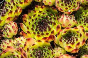Sedum FARAON