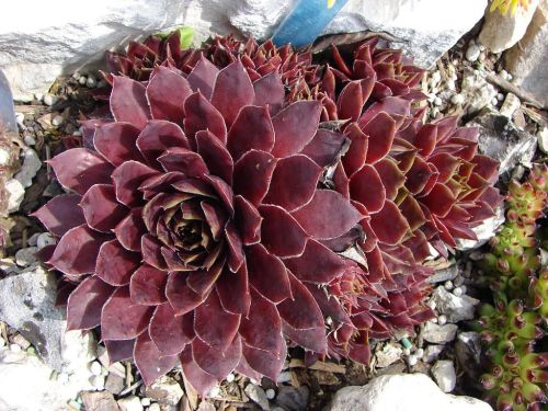 Mauerpfeffers  GRANAT