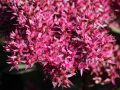Rozchodnik MR.GOODBUD