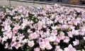 Rozwar wielkokwiatowy ASTRA ROSE