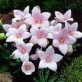 Rozwar wielkokwiatowy ASTRA ROSE