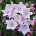 Rozwar wielkokwiatowy ASTRA ROSE