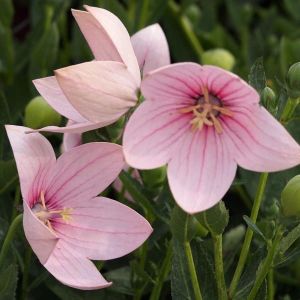 Großblütiges Inkarnatglöckchen  ASTRA ROSE