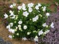 ROZWAR WIELKOKWIATOWY ASTRA WHITE