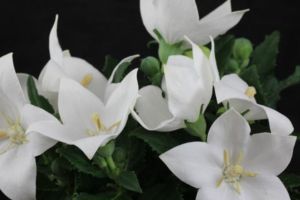 Großblütiger Lein ASTRA WHITE