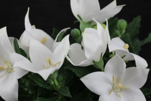 Großblütiger Lein ASTRA WHITE