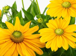 Rudbeckia SUNBECKIA OLIVIA
